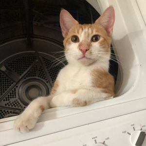Meet your Posher, Tija